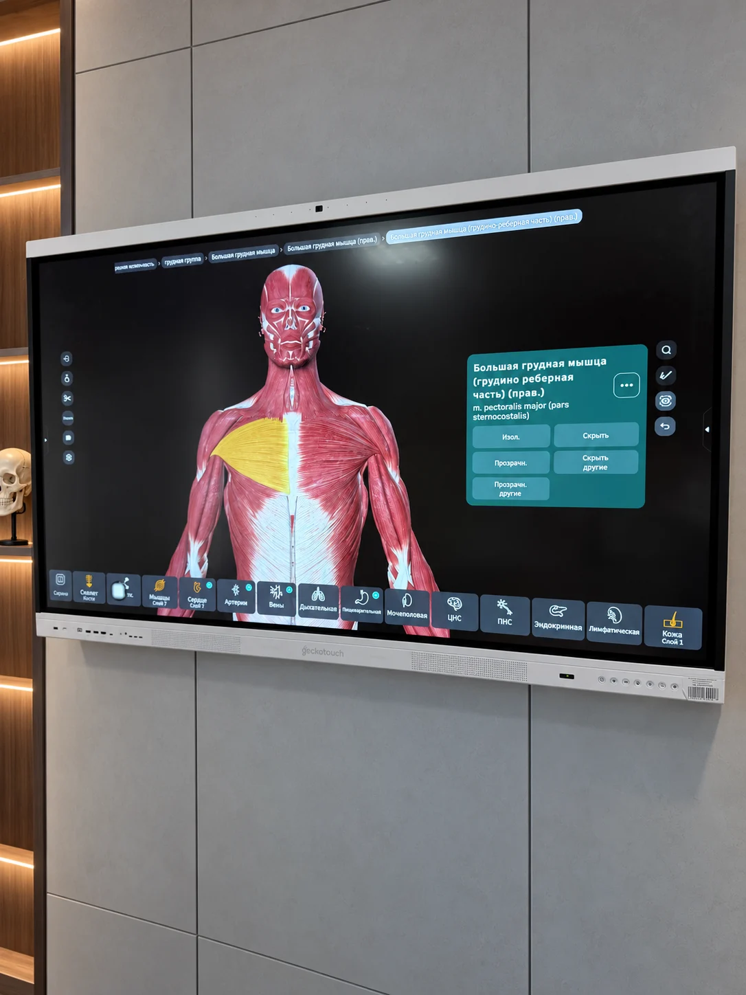 Interaktives Display mit einem männlichen Anatomiemodell, hervorgehobenem Brustmuskel und den Werkzeugen des Atlas